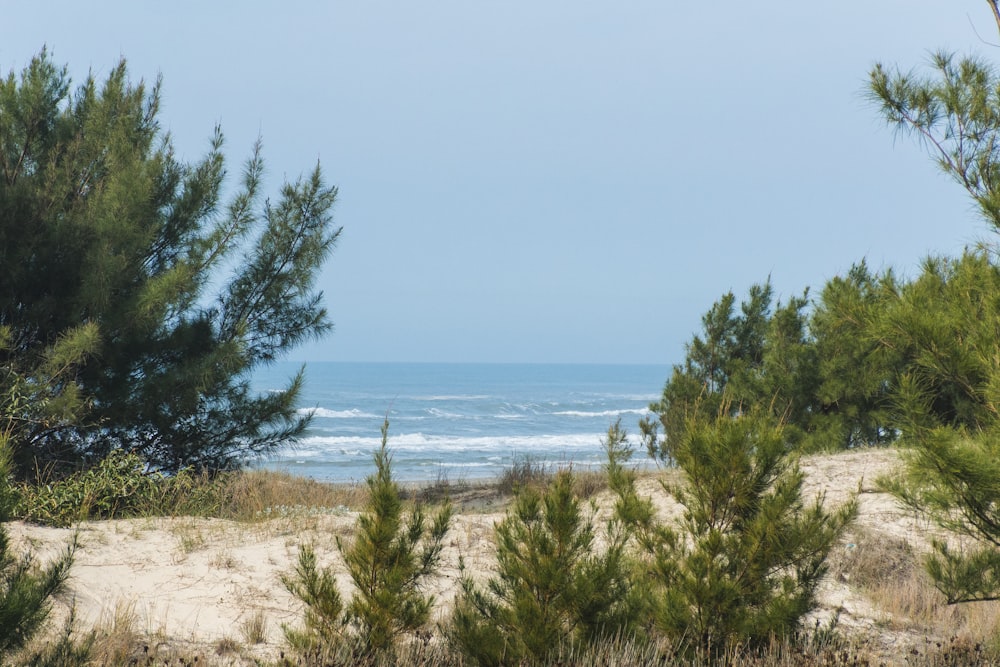 green trees near sea during daytime