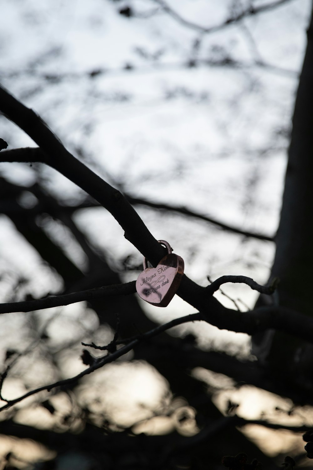 heart shaped pink pendant on brown tree branch