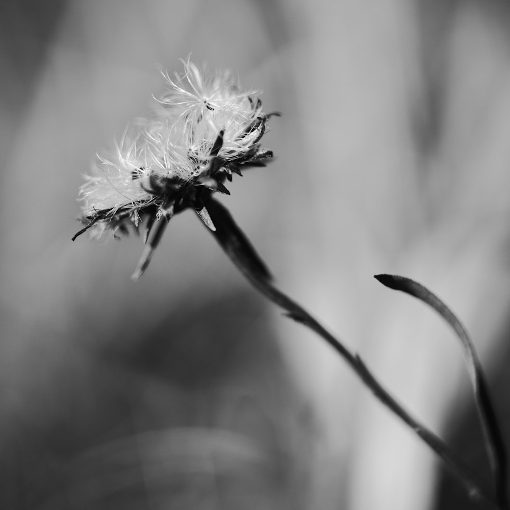 grayscale photo of flower in bloom