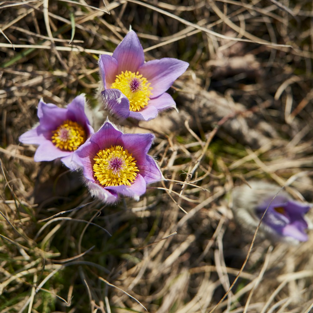 purple flower in tilt shift lens