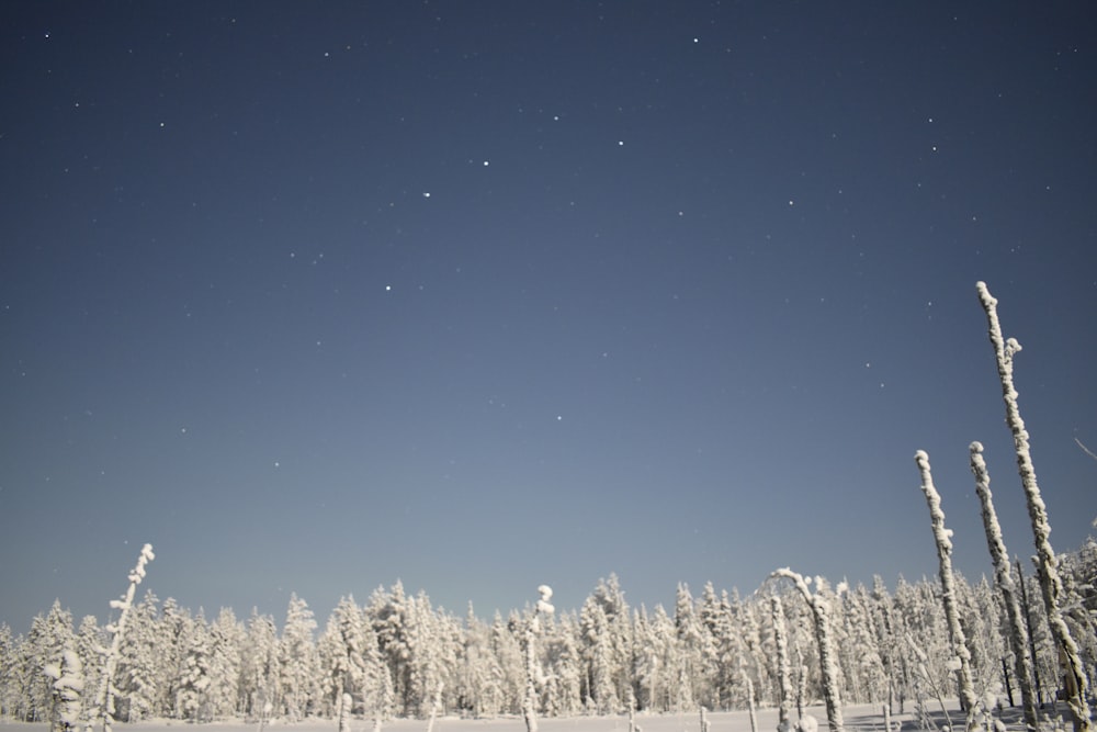 snow covered trees under blue sky during daytime