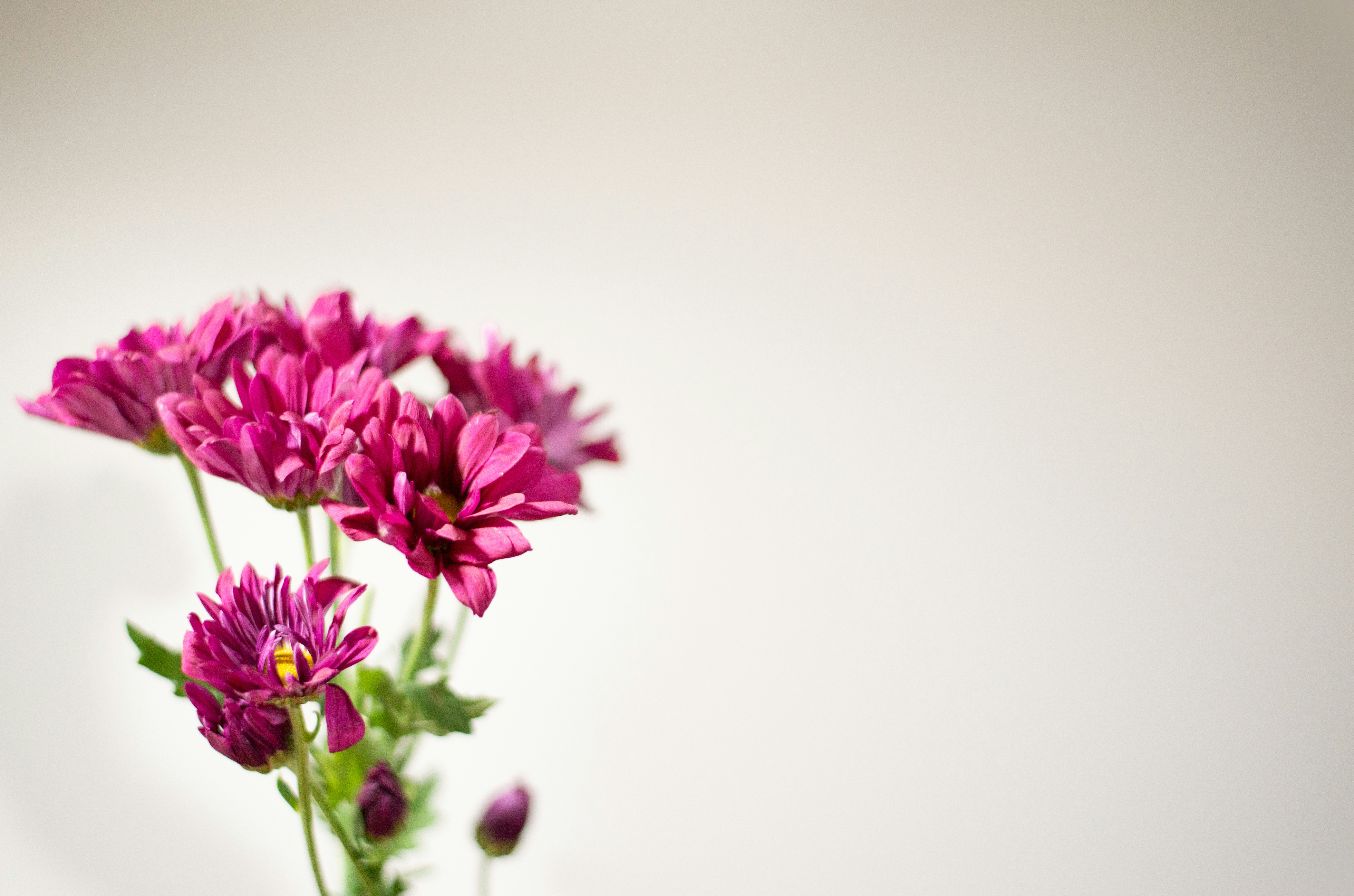 Photo by dreamcapturephotography