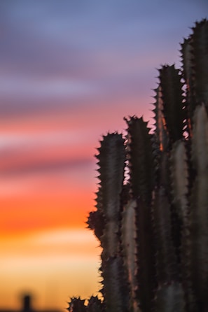 Silhouetted cactus standing tall against vibrant sunrise colors and snowy mountain tops.