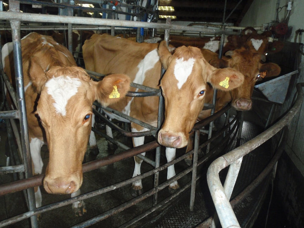 brown cow on black metal cage