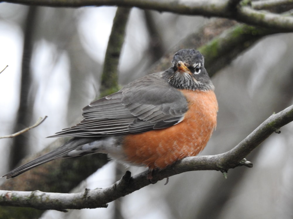 brown and black bird on tree branch