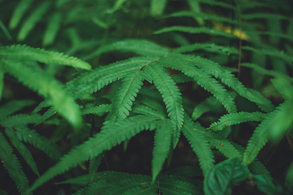 green fern plant in close up photography