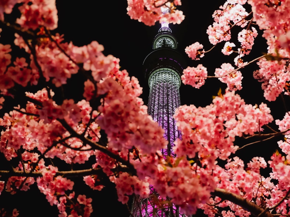 pink cherry blossom tree during daytime