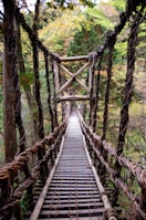 brown wooden bridge in forest during daytime