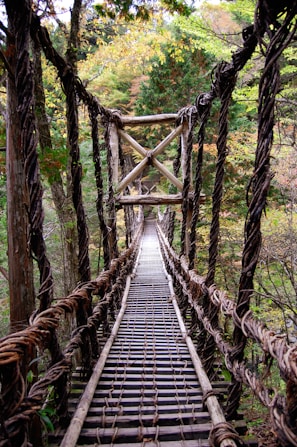 brown wooden bridge in forest during daytime