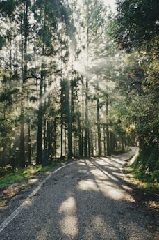 gray concrete road in between green trees during daytime