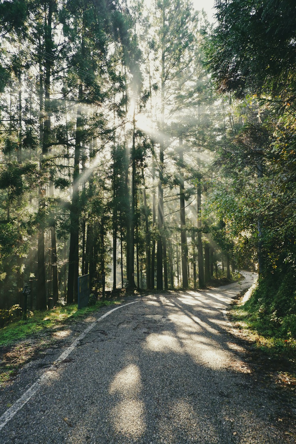 gray concrete road in between green trees during daytime