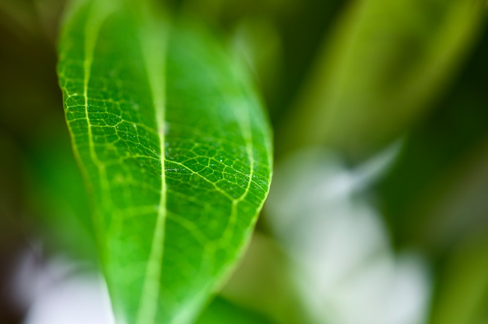 green leaf in macro photography