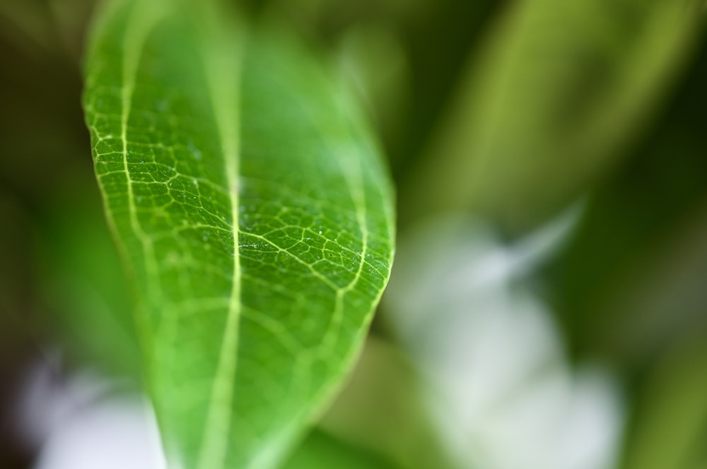 green leaf in macro photography