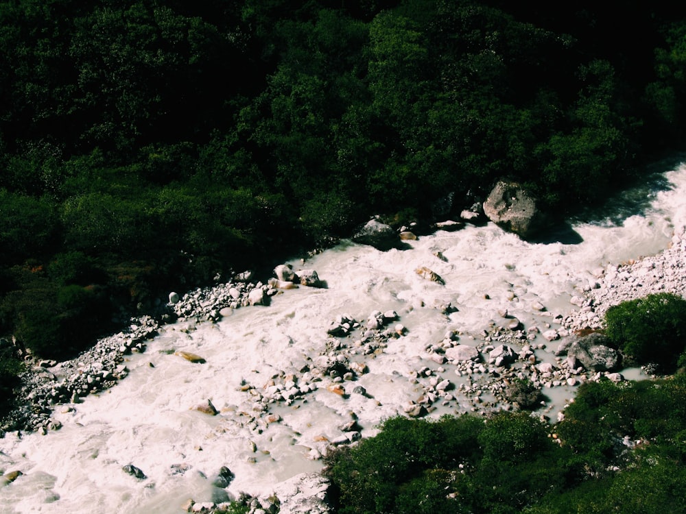 white rocky river with green trees