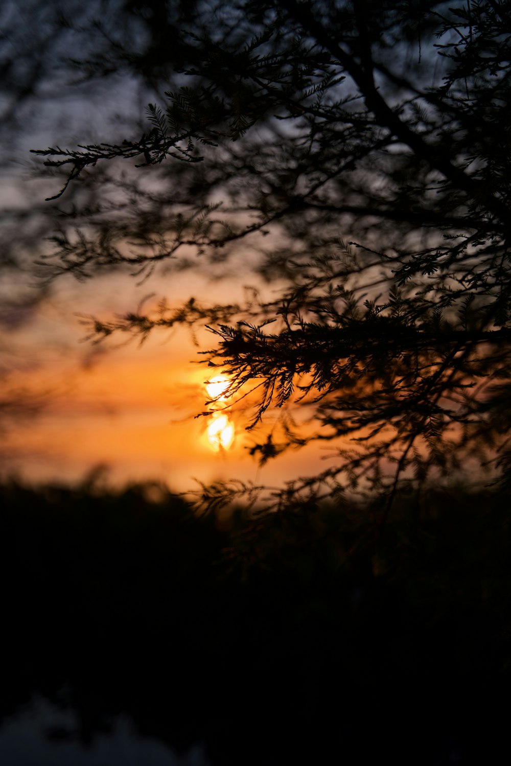 Silhouette eines blattlosen Baumes bei Sonnenuntergang