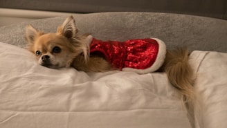 A small dog with long fur is lying on a bed, wearing a red and white sequined outfit. The dog looks relaxed and is resting its head on the white pillow. The bedding is plush, adding a cozy atmosphere.