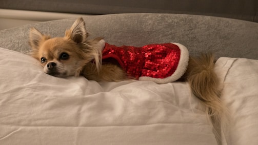 A small dog with long fur is lying on a bed, wearing a red and white sequined outfit. The dog looks relaxed and is resting its head on the white pillow. The bedding is plush, adding a cozy atmosphere.
