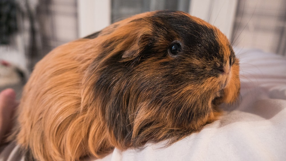 brown and black guinea pig