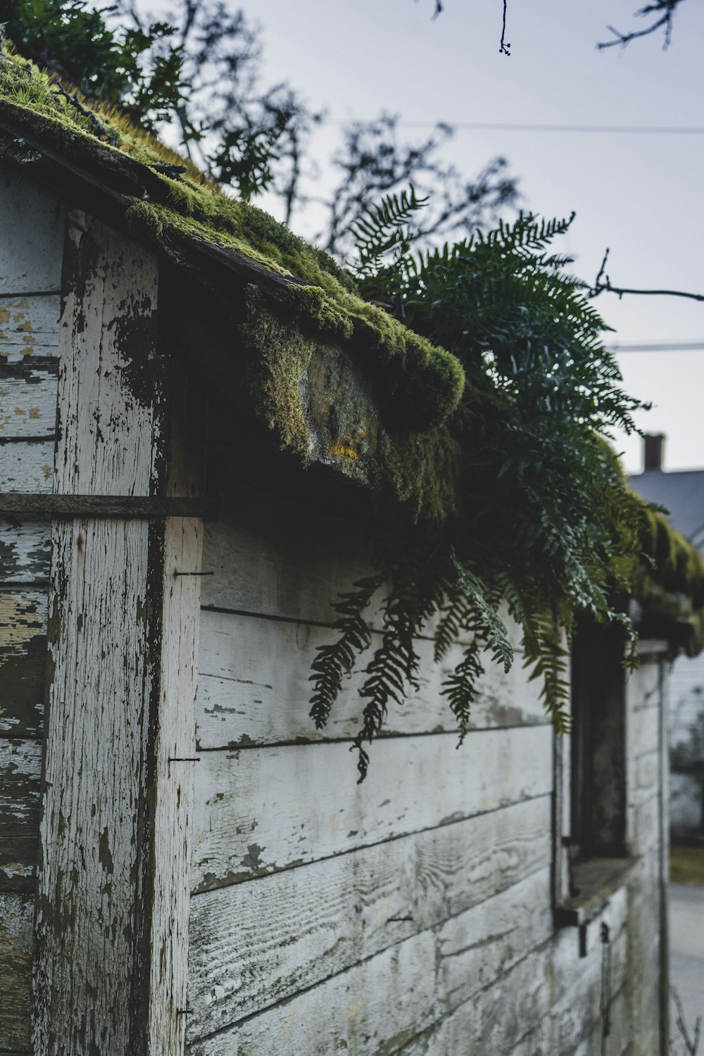 green tree beside white concrete house during daytime