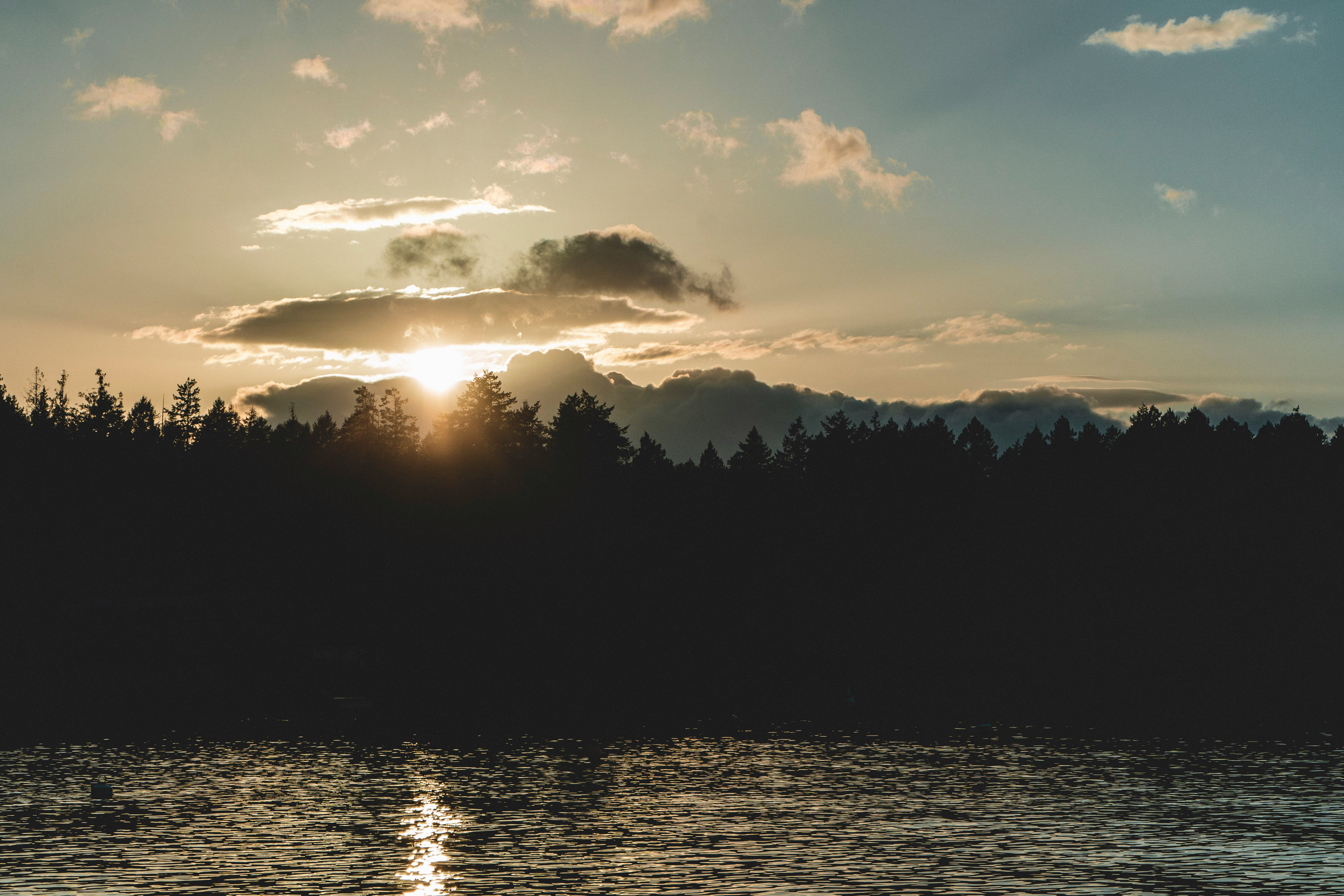 silhouette of trees near body of water during sunset