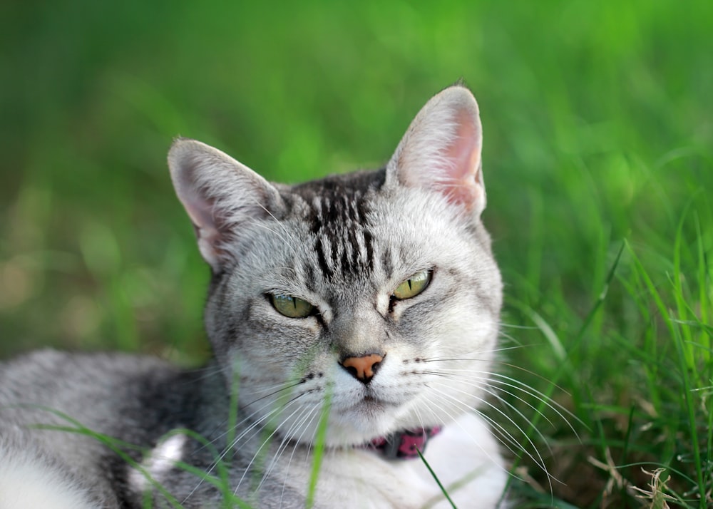 silver tabby cat on white textile