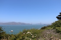 A scenic view of the San Francisco Bay with the Golden Gate Bridge in the background. The foreground is covered in lush greenery and wildflowers. The sky is clear and bright blue, with distant hills across the water.