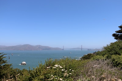 A scenic view of the San Francisco Bay with the Golden Gate Bridge in the background. The foreground is covered in lush greenery and wildflowers. The sky is clear and bright blue, with distant hills across the water.