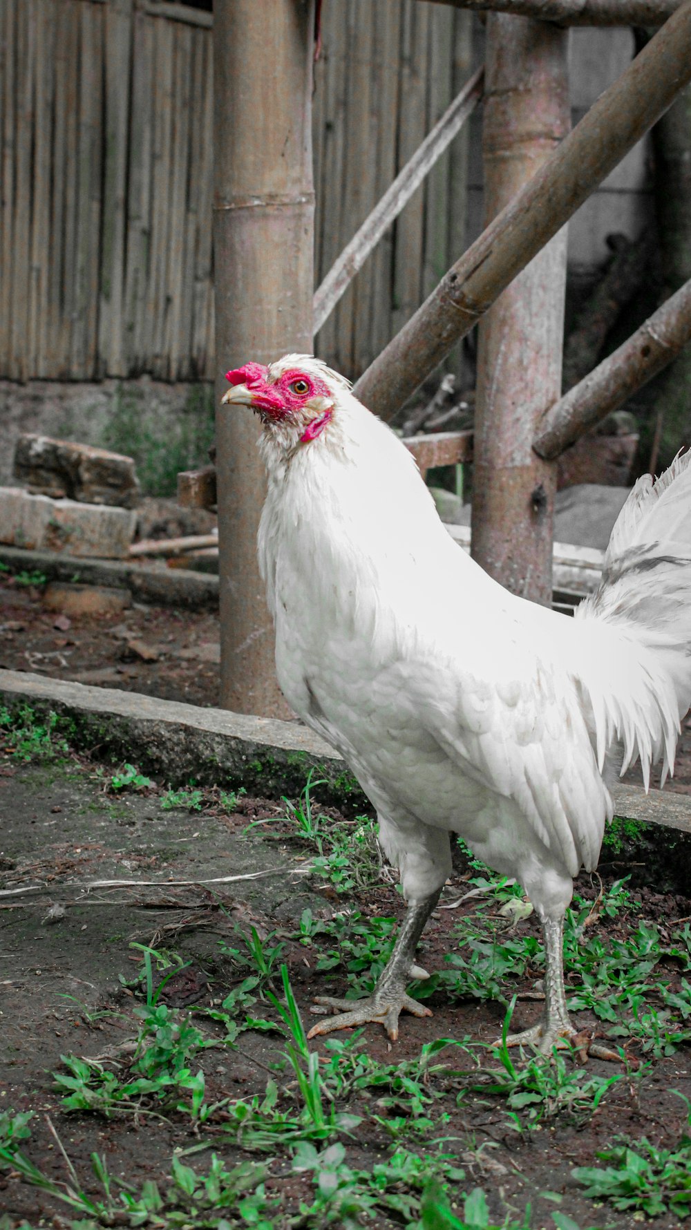 white chicken on green grass