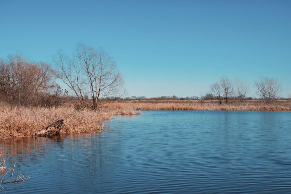 brown leafless trees beside body of water under blue sky during daytime