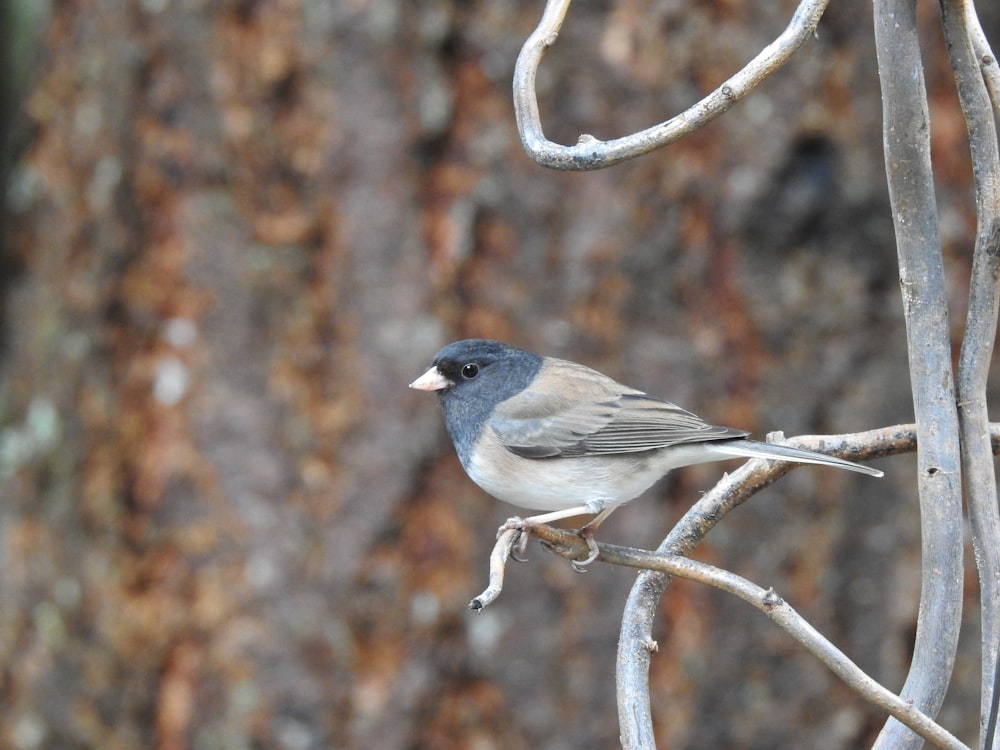 gray and white bird on brown tree branch