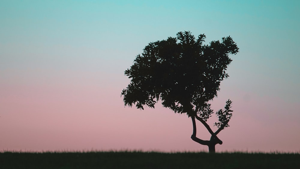 green tree on brown field during daytime