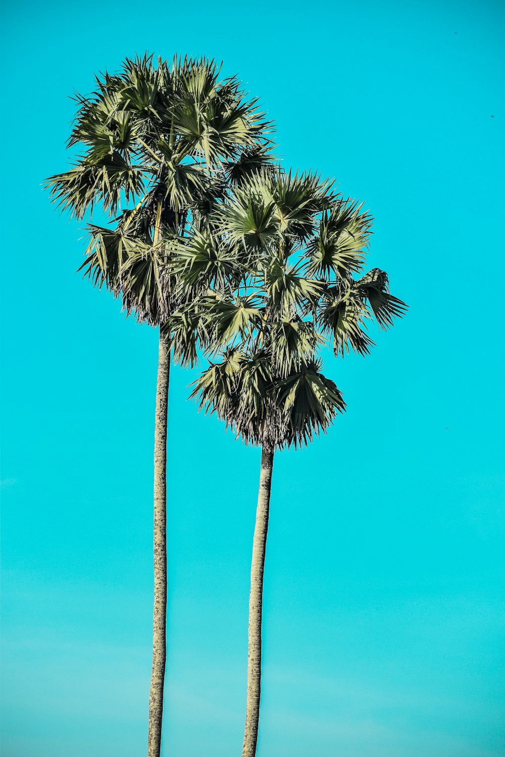 Palmera verde bajo el cielo azul durante el día