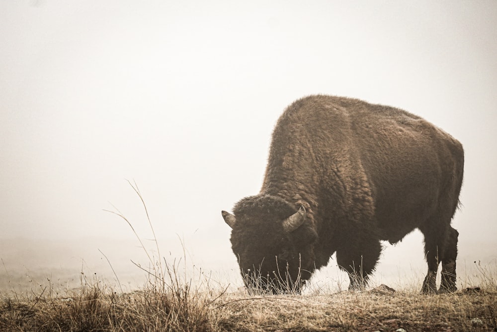 Buffalo/Bison | 40 best free buffalo, bison, animal and wildlife photos on  Unsplash