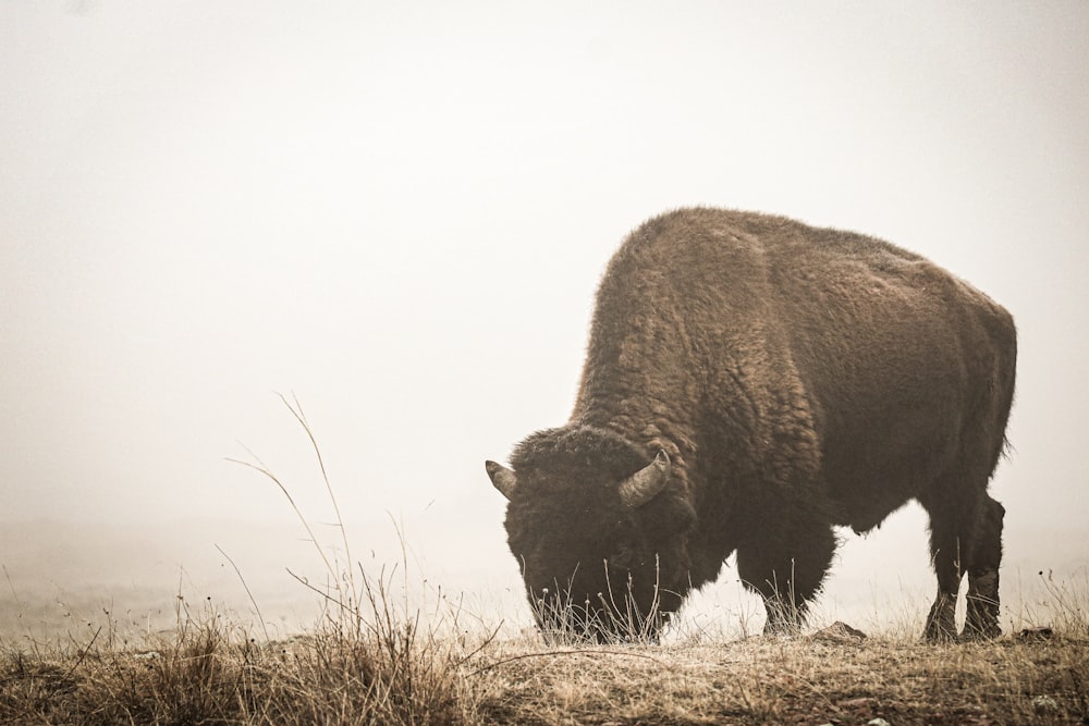 black bison on green grass field during daytime