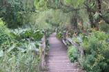 Wooden pathway leading to the rooms surrounded by vibrant plants.