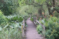 Pathway leading through the garden with colorful plants and sunlight.