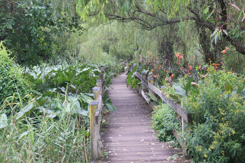 The vibrant green garden path lined with wildflowers leading to a charming wooden deck at erdvėja.