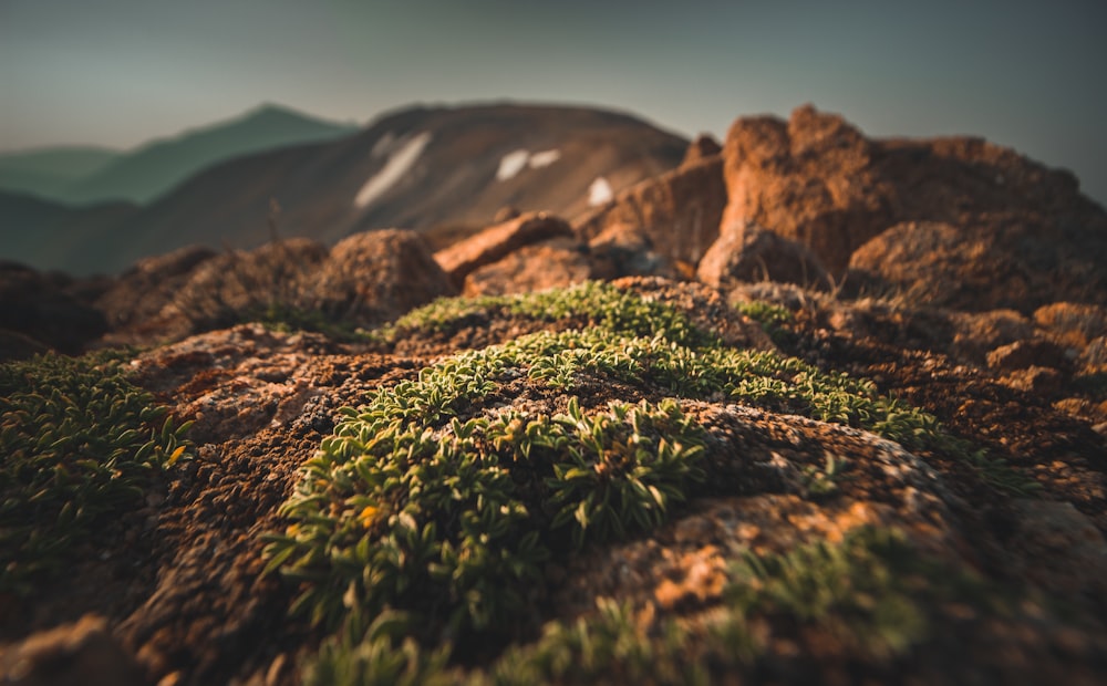 green grass on brown rock