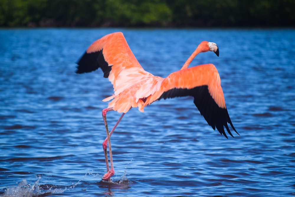 flamingo rosa na água durante o dia