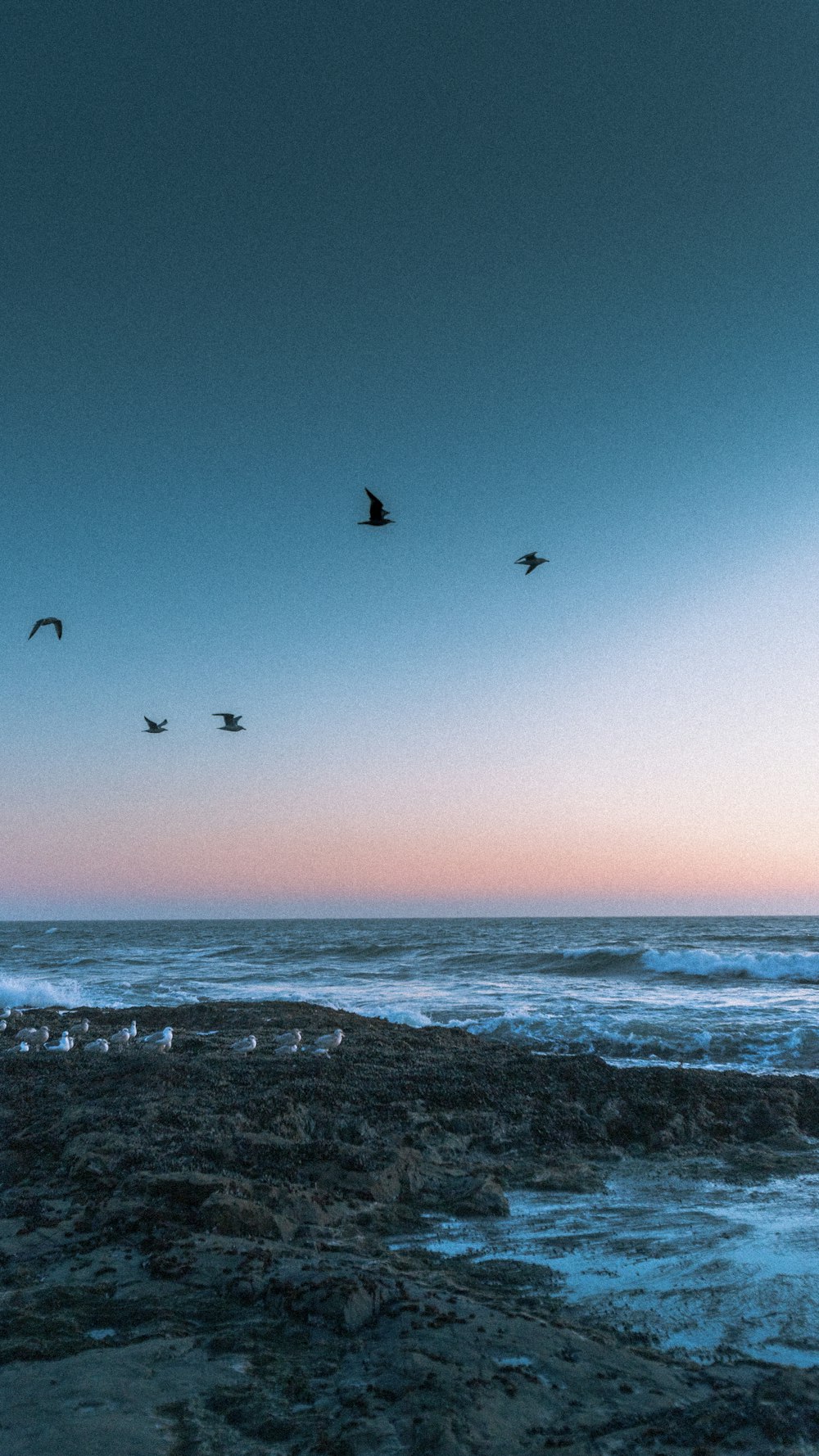 birds flying over the sea during daytime