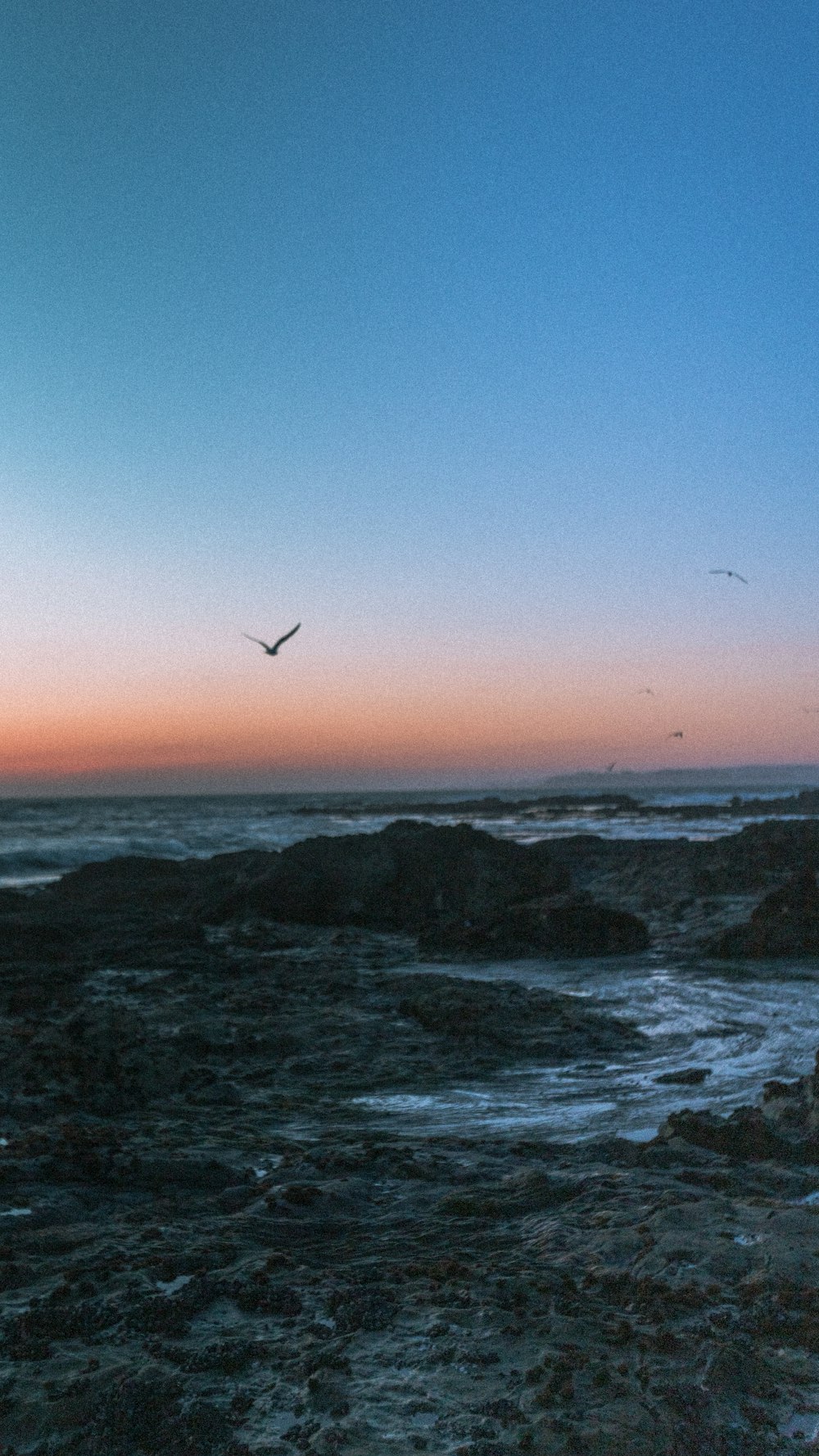 birds flying over the sea during daytime