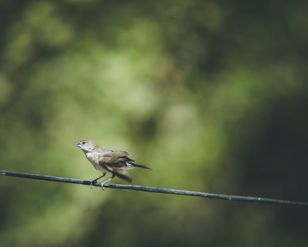 brown bird on black wire during daytime