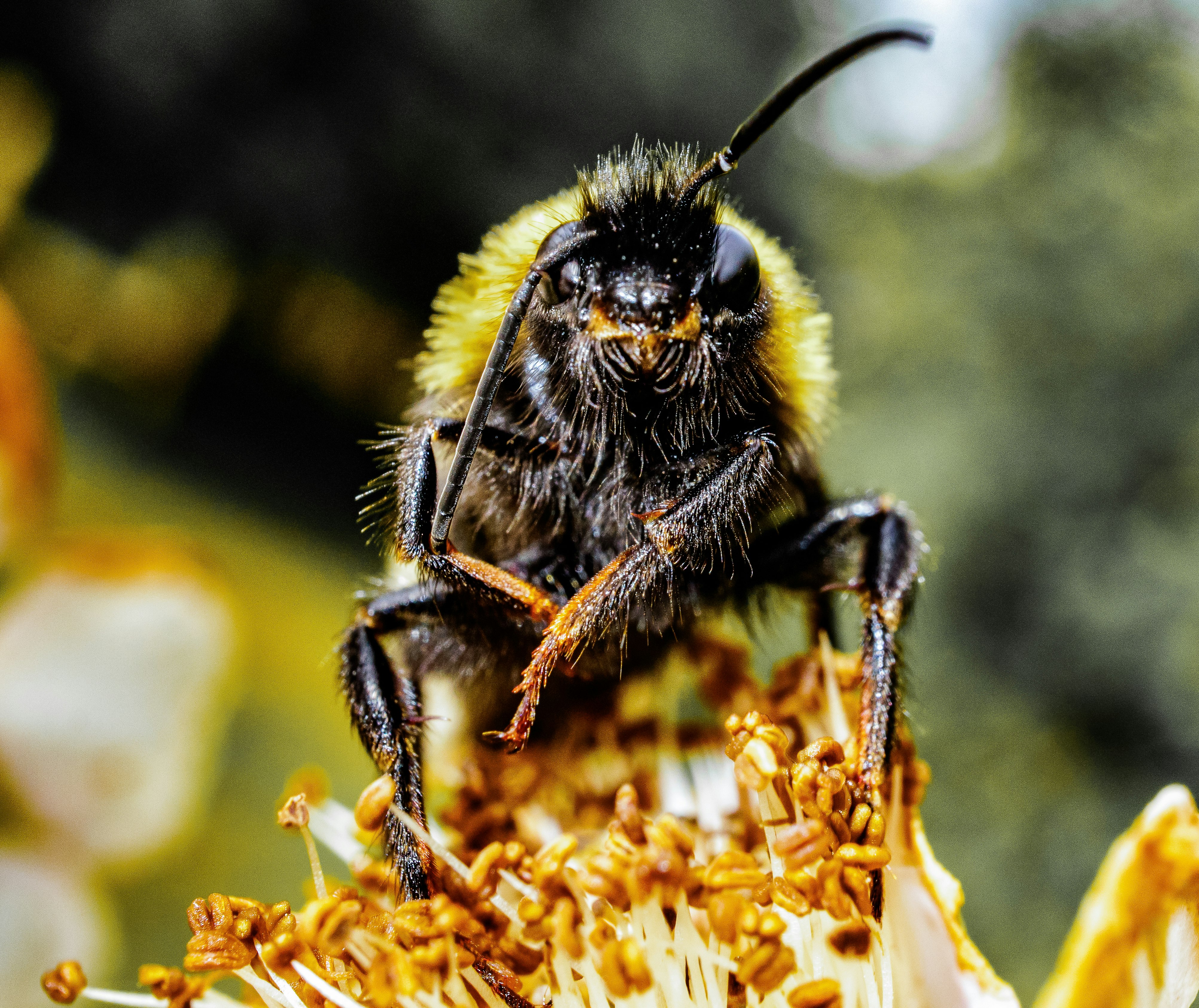 black and yellow bee on yellow flower