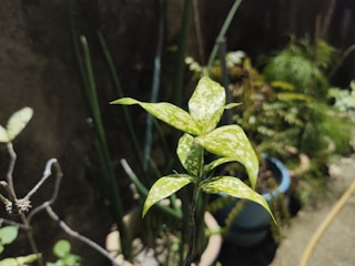 A close-up of a healthy variegated plant in natural light.