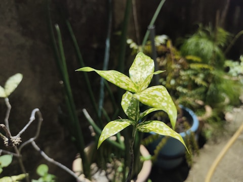 A close-up of a healthy variegated plant in natural light.