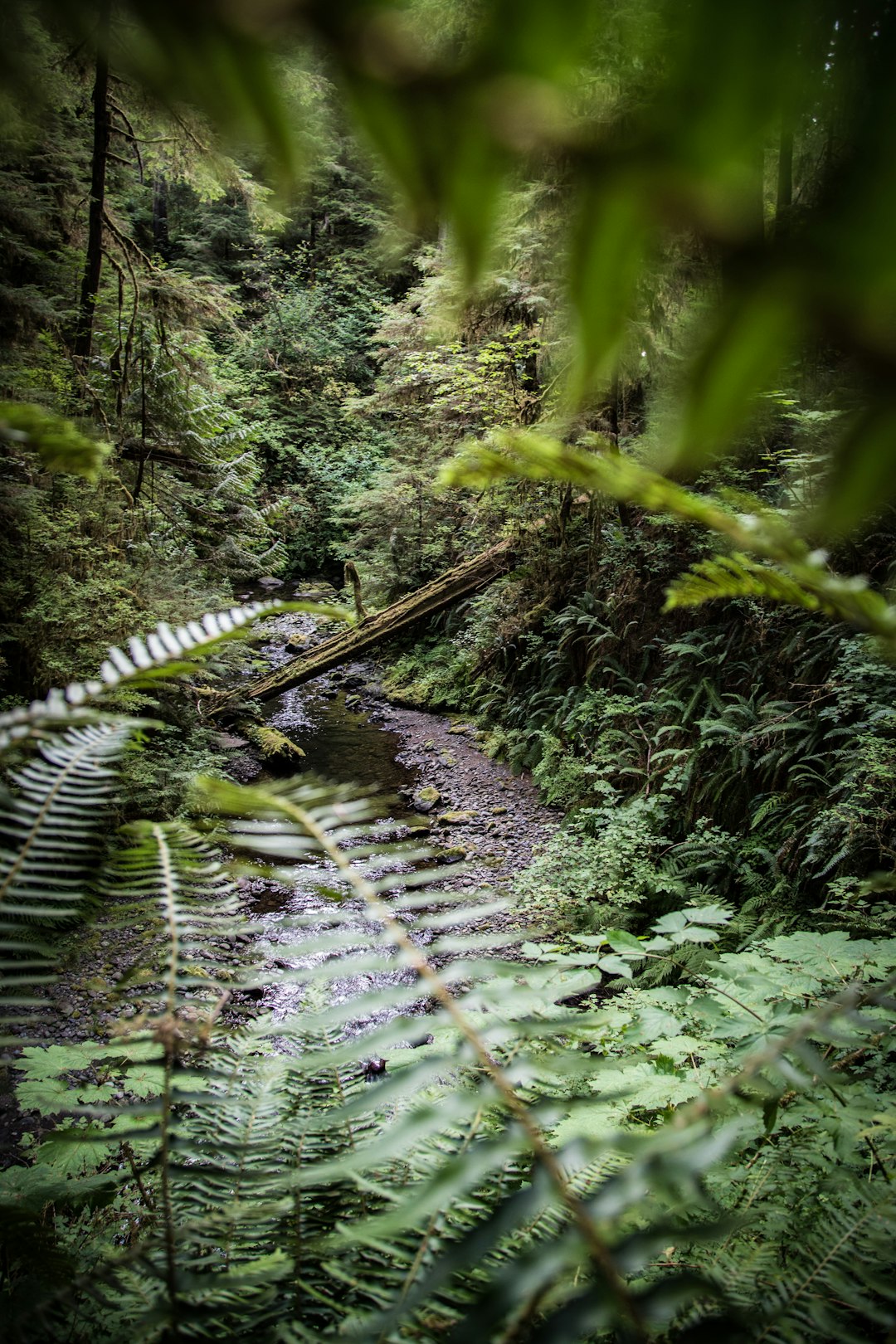 green plants on brown wooden bridge