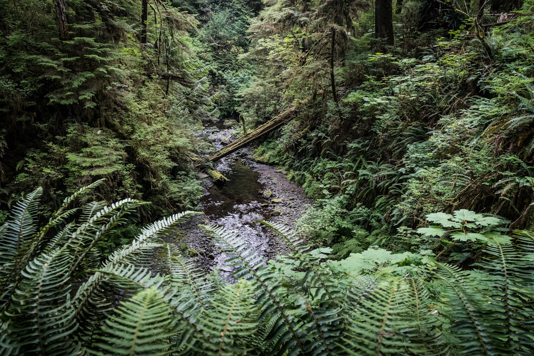 green fern plants on brown wooden bridge