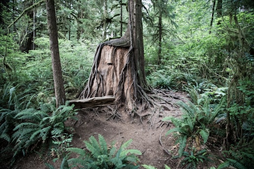 A forest scene with lush greenery, centered around a large tree stump with extensive roots spreading out across the forest floor. The surrounding area is filled with ferns and dense foliage, creating a serene and natural atmosphere. Light filters through the canopy, highlighting the rich textures of the tree bark and vegetation.