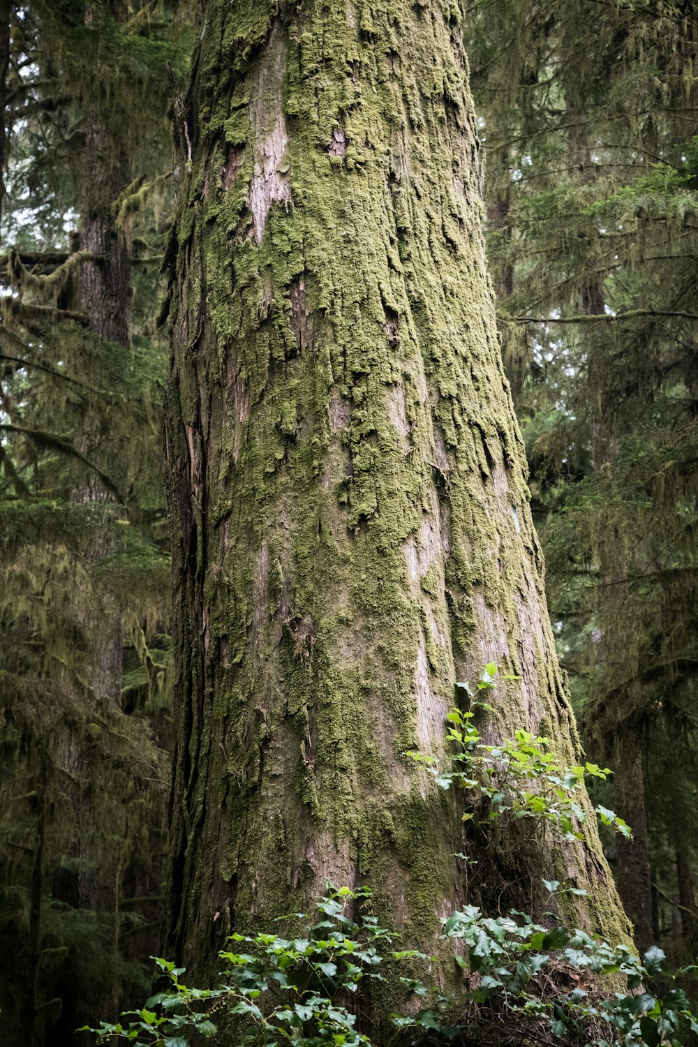 brown tree trunk with green moss