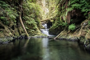 green and brown trees beside river
